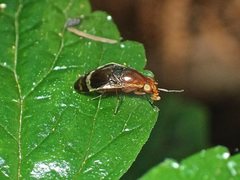 Depressa striatipennis