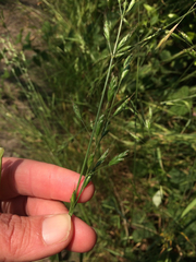 Bromus carinatus