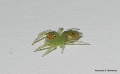 Acragas trimaculatus