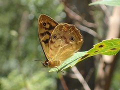 Heteronympha paradelpha