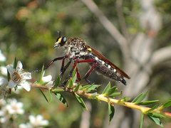 Chrysopogon muelleri