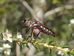 Chrysopogon muelleri