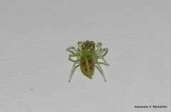 Acragas trimaculatus