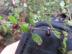 Coprosma rhamnoides