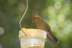 Cynanthus latirostris