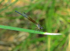 Nososticta liveringa