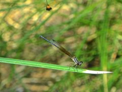 Nososticta liveringa