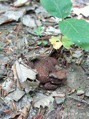 Bufo verrucosissimus
