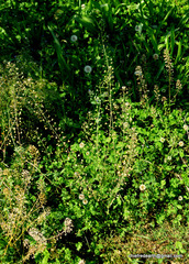 Capsella bursa-pastoris