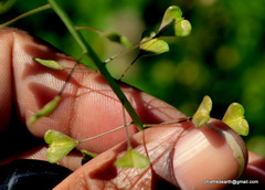 Capsella bursa-pastoris