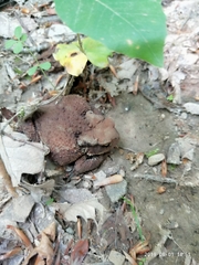 Bufo verrucosissimus