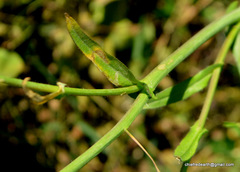 Capsella bursa-pastoris