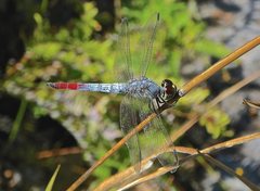 Notolibellula bicolor