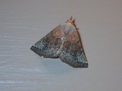 Mataeomera mesotaenia