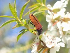 Castiarina erythroptera