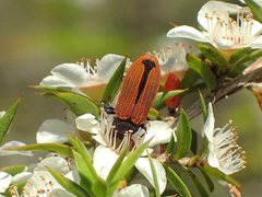 Castiarina erythroptera