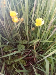Ranunculus acris