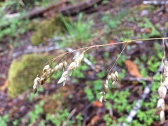 Anthoxanthum occidentale