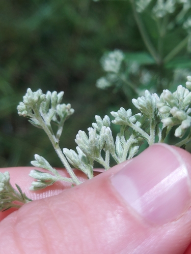 Image of Eupatorium godfreyanum by no rights reserved