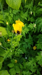 Papaver cambricum