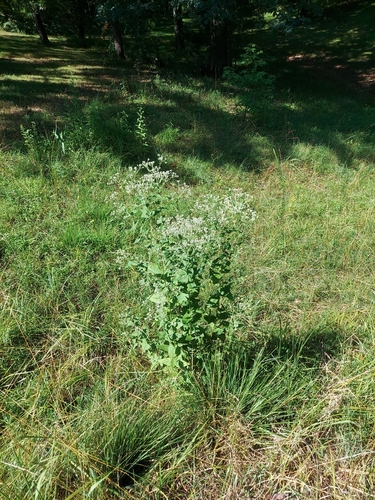 Image of Eupatorium godfreyanum by no rights reserved