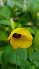 Papaver cambricum
