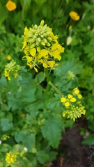 Rhamphospermum arvense
