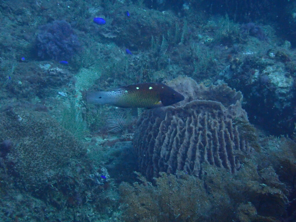 False Diana's Pigfish