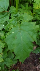 Rhamphospermum arvense