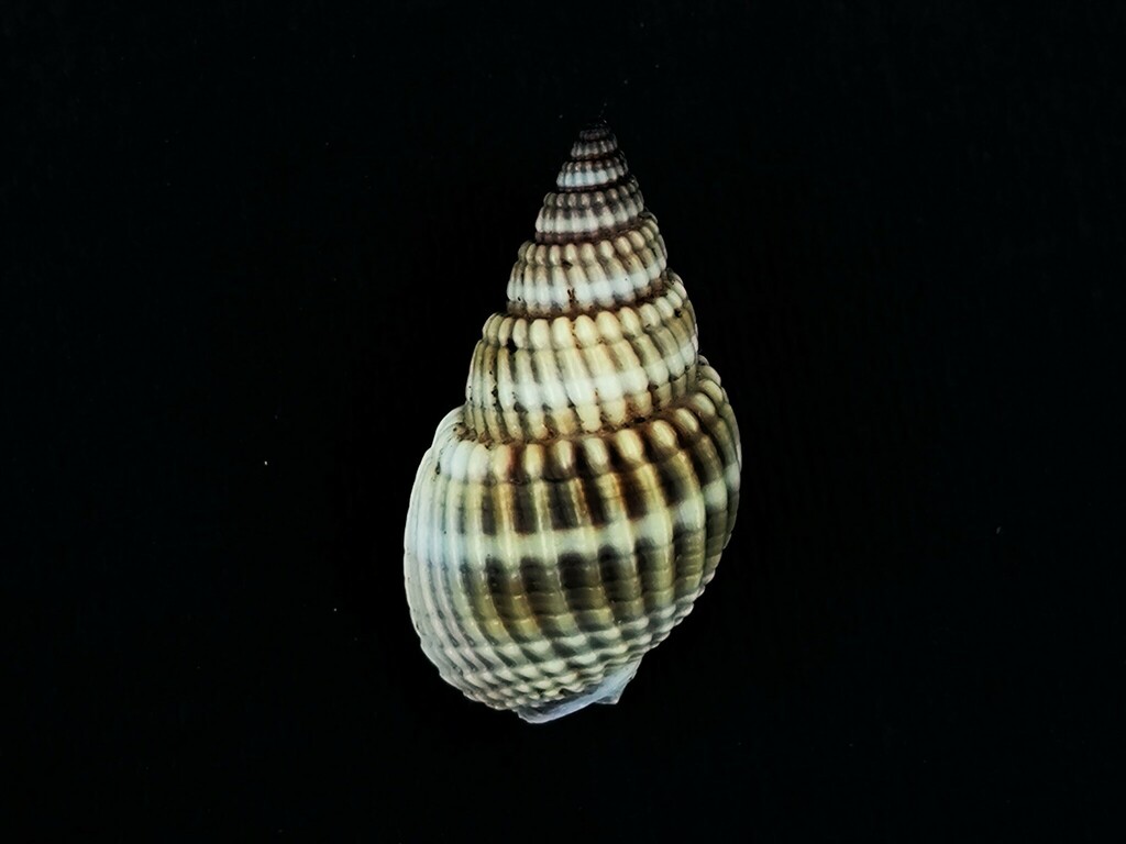 Nassa Mud Shell in May 2023 by JH · iNaturalist