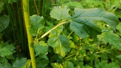 Rhamphospermum arvense