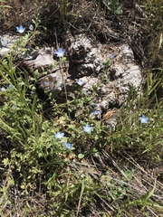 Nemophila menziesii integrifolia