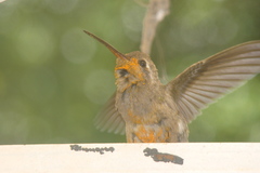 Cynanthus latirostris