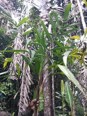 Dypsis boiviniana