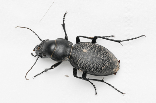 Carabus brandti