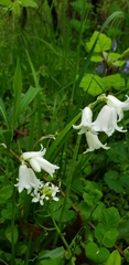Convallaria majalis