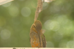 Cynanthus latirostris