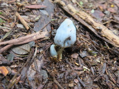 Clavogaster virescens