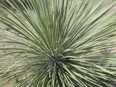 Yucca elata