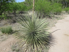 Yucca elata