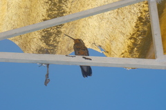 Cynanthus latirostris