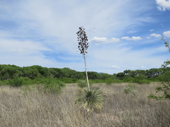 Yucca elata