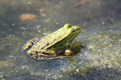 Pelophylax