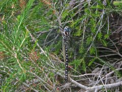 Spinaeschna tripunctata