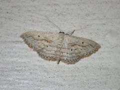 Scopula megalocentra