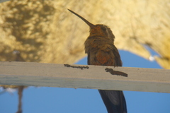 Cynanthus latirostris