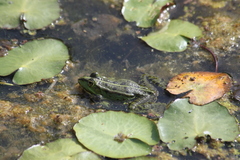 Pelophylax