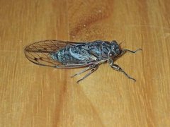 Gelidea torrida