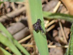 Anthrax dolabratus