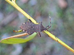 Gelonus tasmanicus